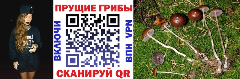 Галлюциногенные грибы GOLDEN TEACHER  Красный Холм 